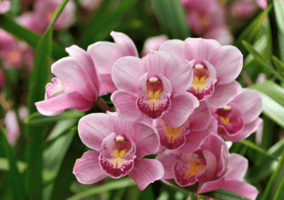 Leia mais sobre o artigo Como replantar orquídeas em 6 passos simples!