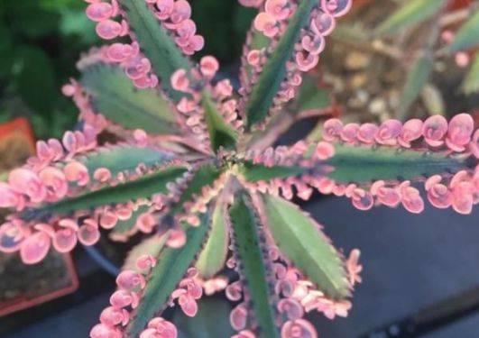 Suculentas de Sol Kalanchoe