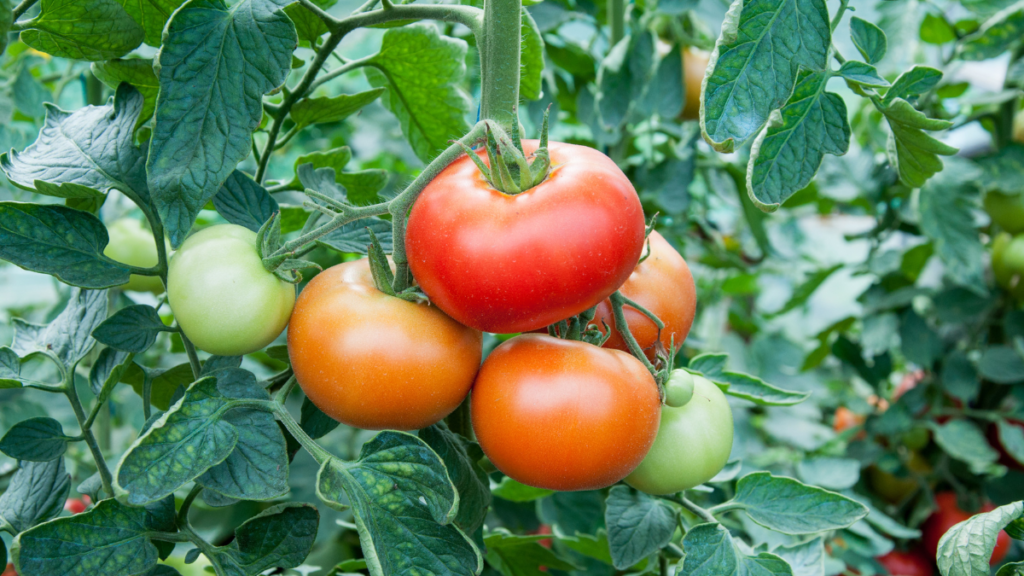 Como plantar tomate em vasos 6 dicas que usei em casa