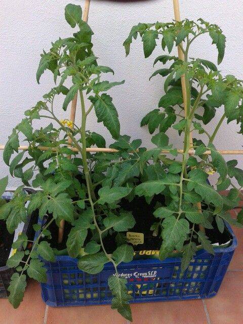como plantar tomate em vasos 1