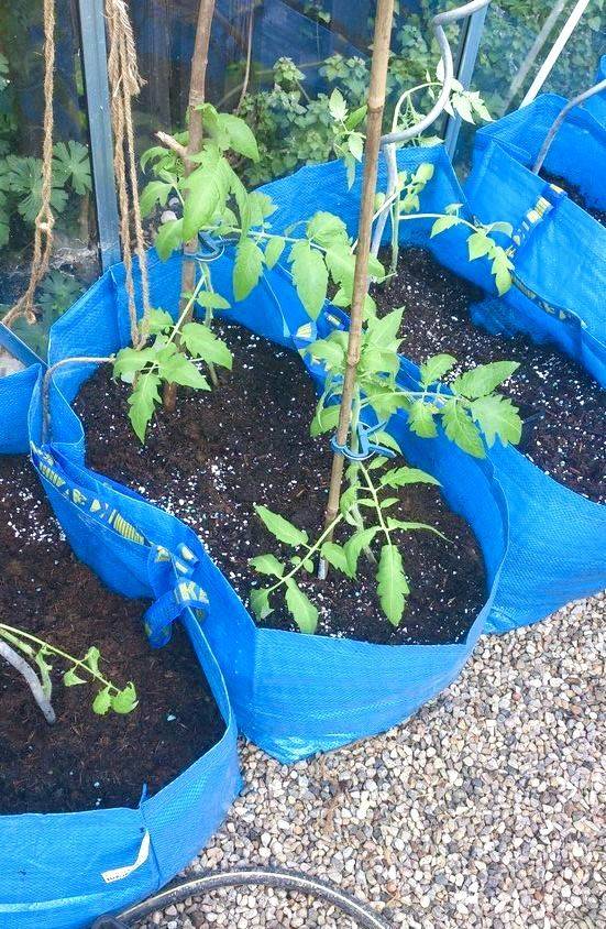 como plantar tomate em vasos 2