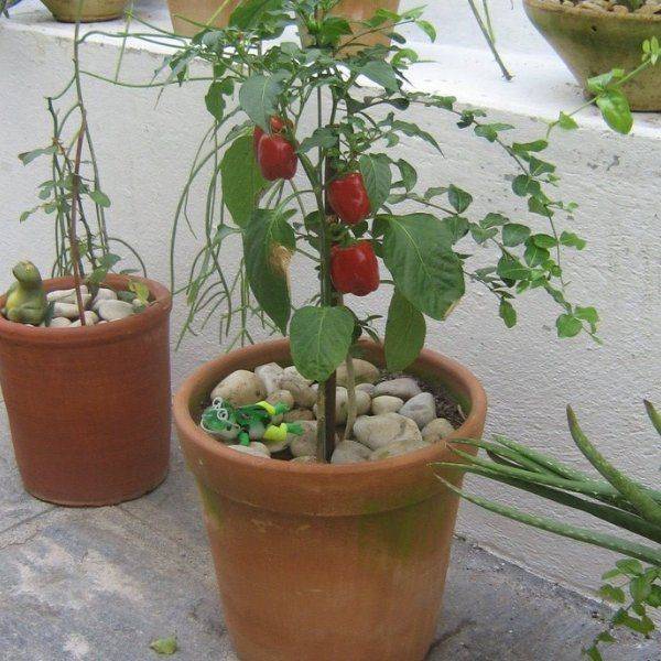 como plantar tomate em vasos 3