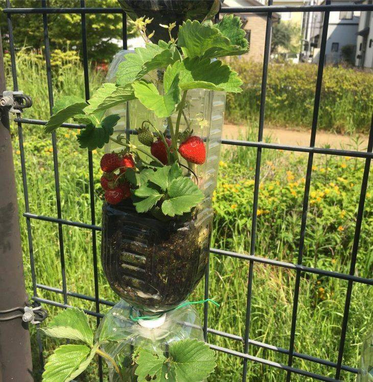 como plantar tomate em vasos 4