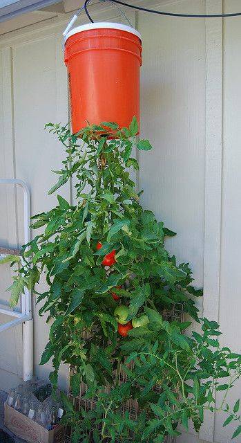 como plantar tomate em vasos 6