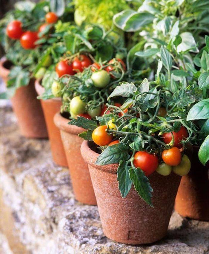 como plantar tomate em vasos 7