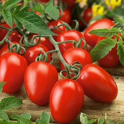 como plantar tomate em vasos 8
