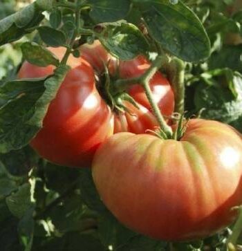 plantar tomate em vasos