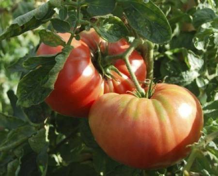 plantar tomate em vasos