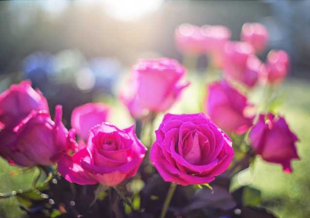 flores para dia de finados rosas