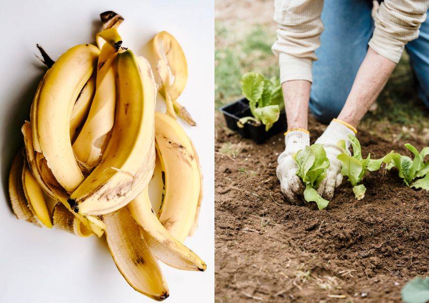 casca de banana para adubar plantas