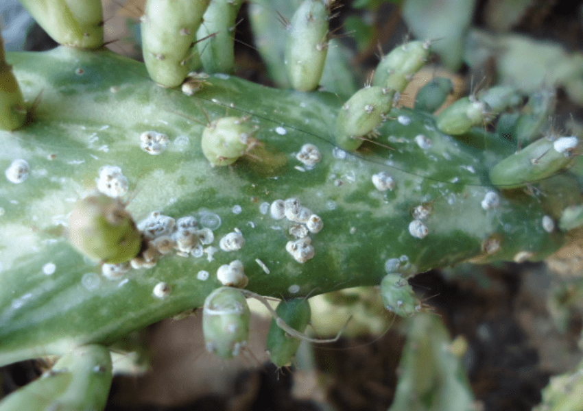 como cuidar de cactos