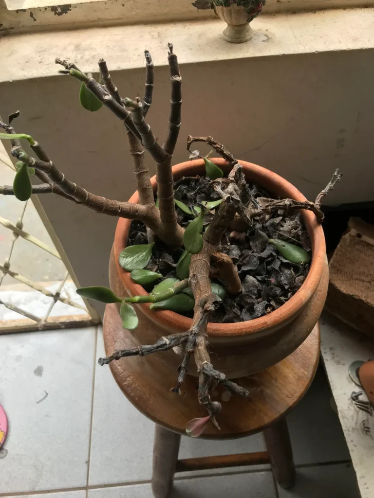 suculenta jade